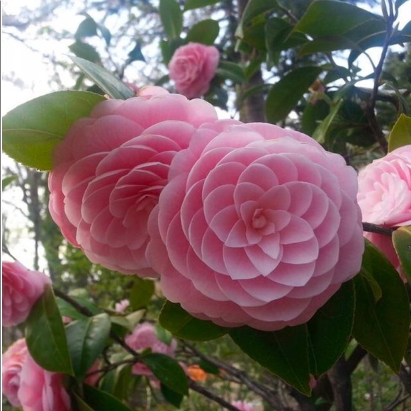 Meet your Posher, Jane - Picture 1 of 1